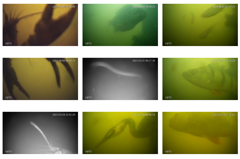 images taken of fish from an underwater doorbell camera